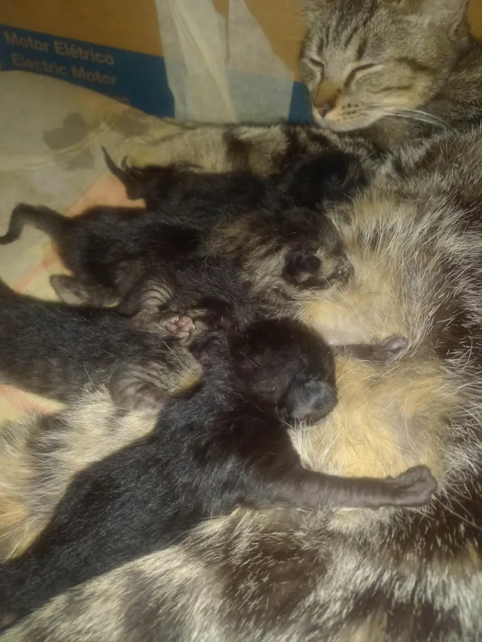 Gato ra a Siamês idade Abaixo de 2 meses nome Filhotes