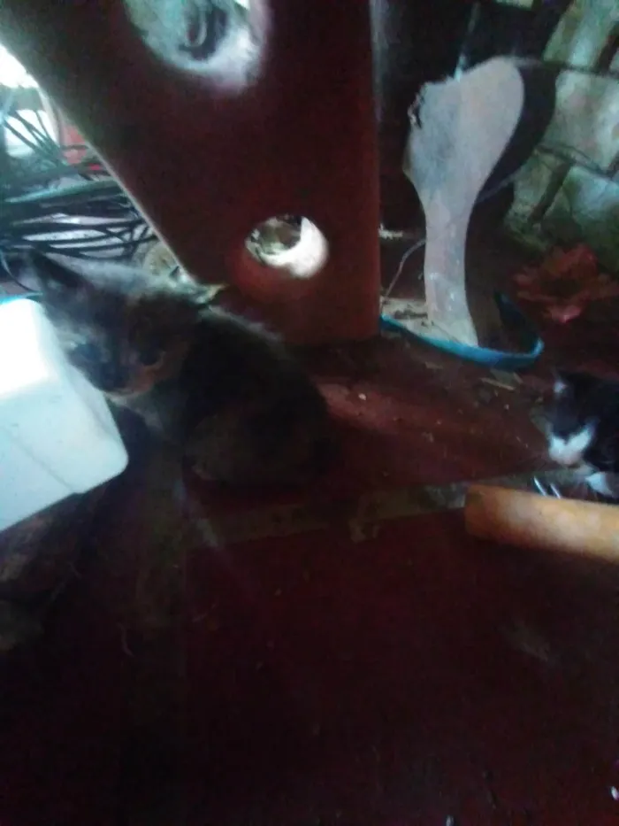 Gato ra a SRD-ViraLata idade 2 a 6 meses nome Soneca