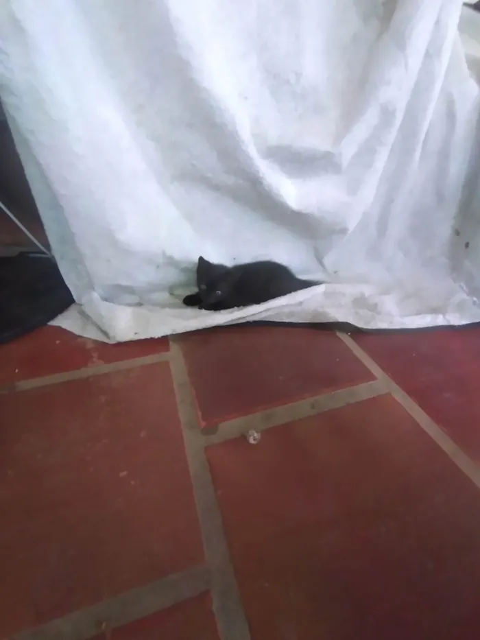 Gato ra a SRD-ViraLata idade 2 a 6 meses nome Soneca