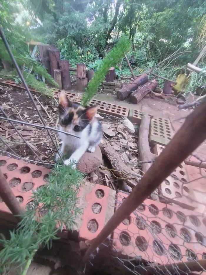 Gato ra a SRD-ViraLata idade 2 a 6 meses nome Lua