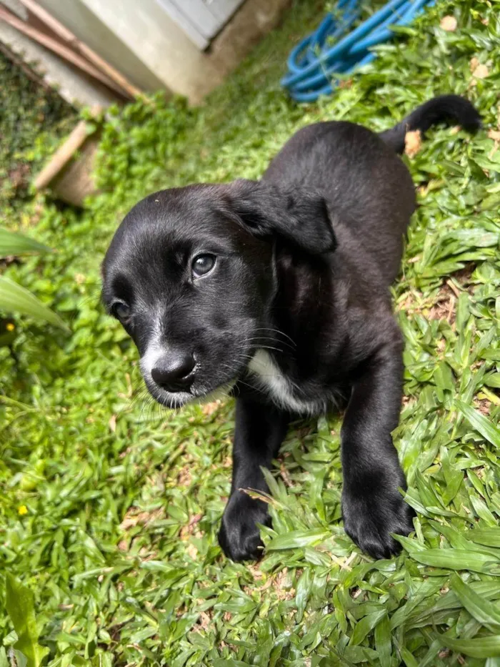 Cachorro ra a SRD-ViraLata idade 2 a 6 meses nome Mello, Molly, Petinha