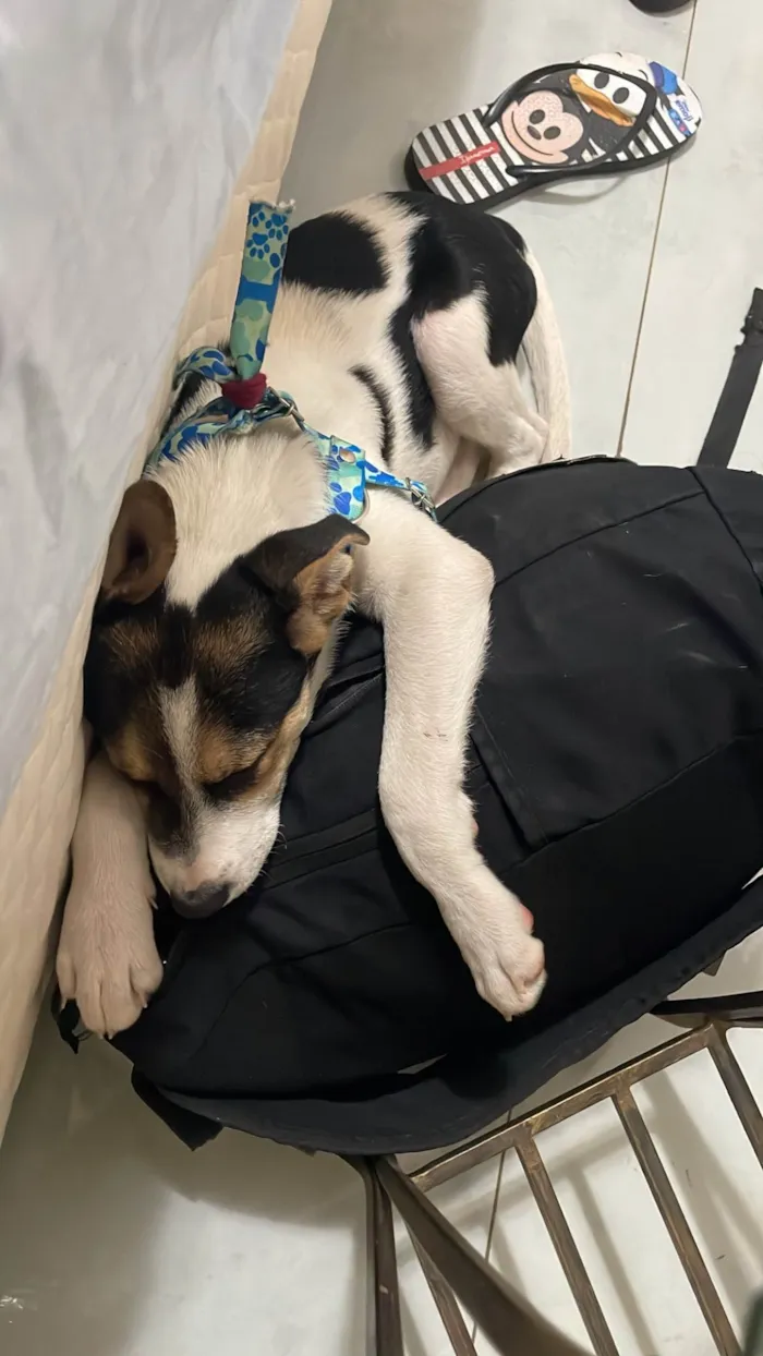 Cachorro ra a SRD-ViraLata idade 2 a 6 meses nome spaike