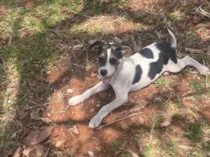 Cachorro ra a SRD-ViraLata idade 2 a 6 meses nome spaike