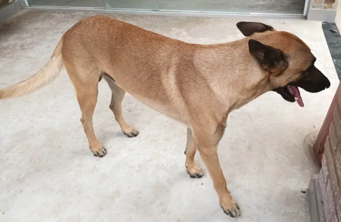 Cachorro ra a Pastor Alemão idade 6 ou mais anos nome Corisco