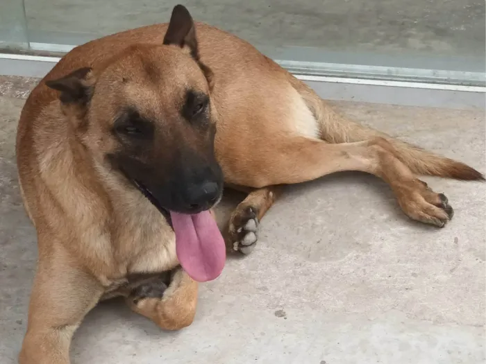 Cachorro raça Pastor Alemão idade 6 ou mais anos nome Corisco