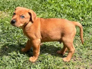Cachorro raça SRD-ViraLata idade 2 a 6 meses nome Mello, Molly, Petinha
