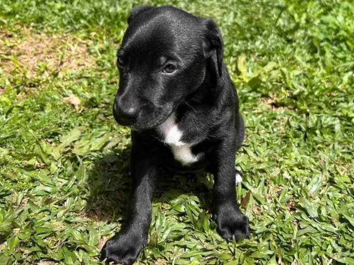 Cachorro ra a SRD-ViraLata idade 2 a 6 meses nome Mello, Molly, Petinha