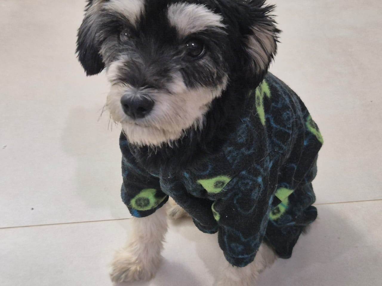 Cachorro raça SRD-ViraLata idade 2 anos nome Mascavo