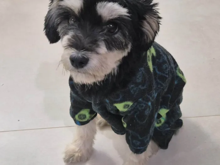 Cachorro ra a SRD-ViraLata idade 2 anos nome Mascavo