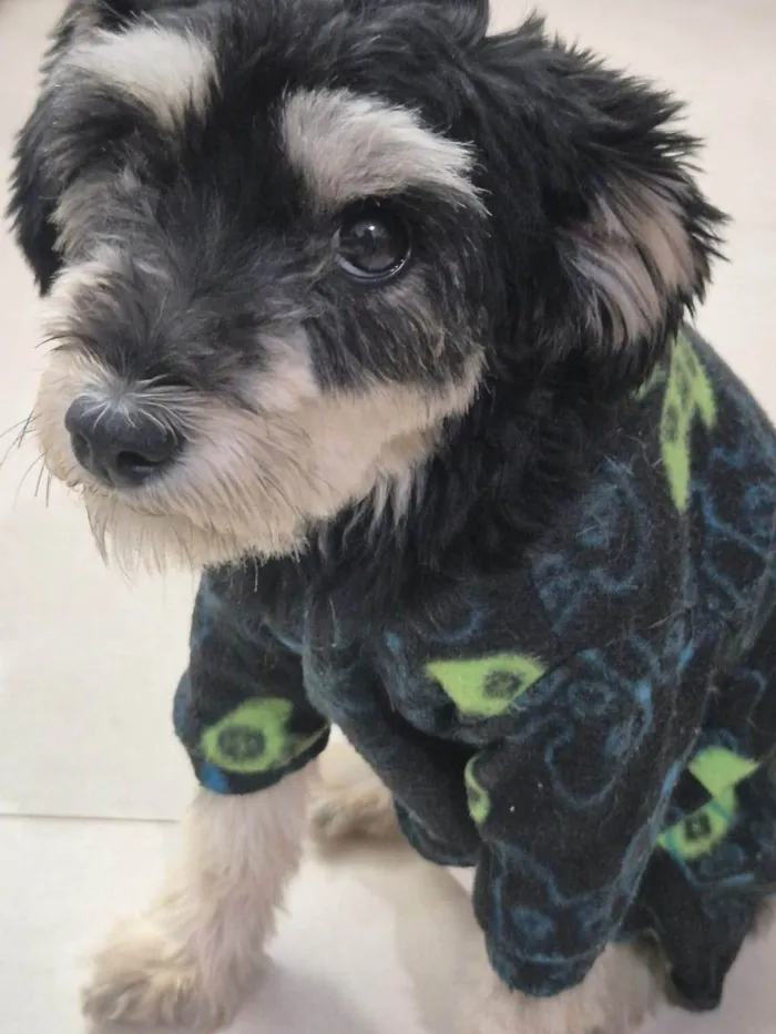 Cachorro ra a SRD-ViraLata idade 2 anos nome Mascavo