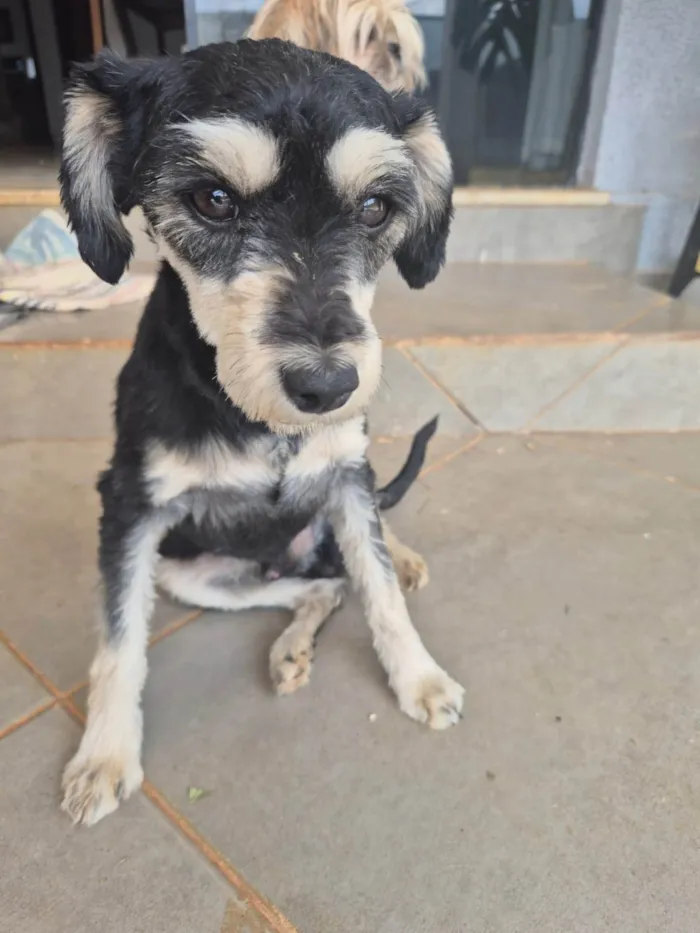 Cachorro ra a SRD-ViraLata idade 2 anos nome Mascavo