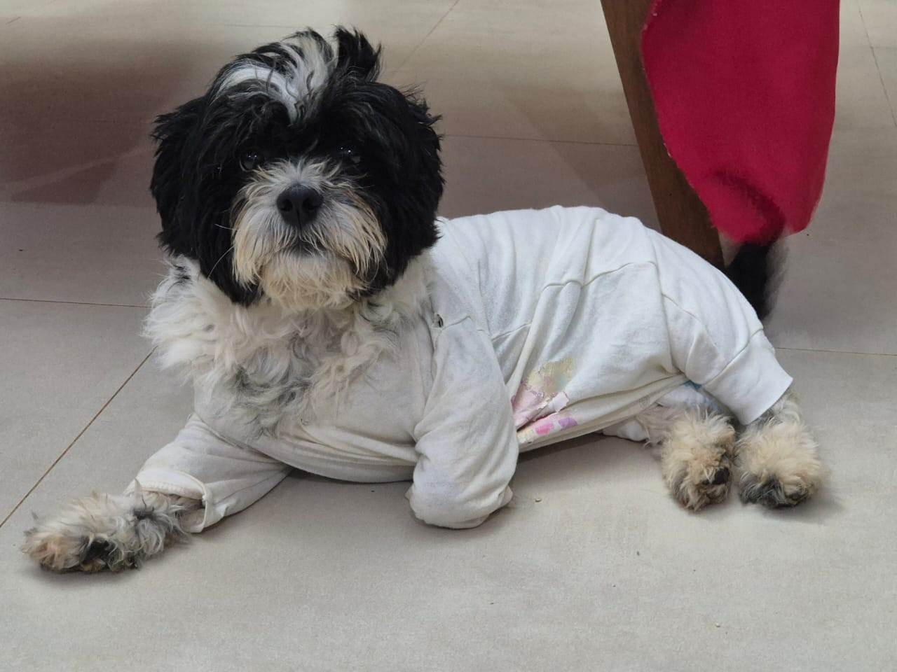 Cachorro raça SRD-ViraLata idade 2 anos nome Snoopy