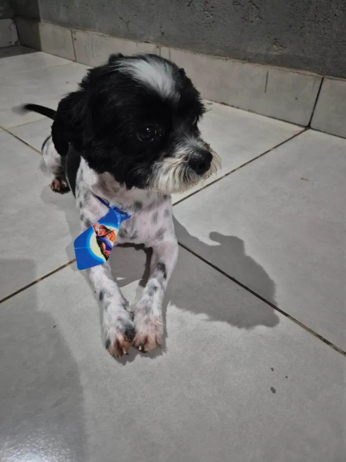 Cachorro ra a SRD-ViraLata idade 2 anos nome Snoopy