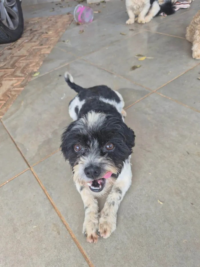 Cachorro ra a SRD-ViraLata idade 2 anos nome Snoopy