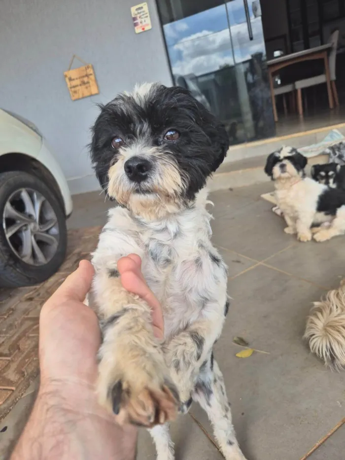 Cachorro ra a SRD-ViraLata idade 2 anos nome Snoopy