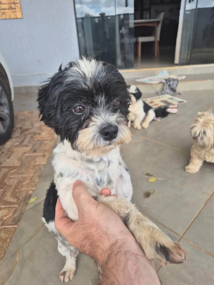 Cachorro ra a SRD-ViraLata idade 2 anos nome Snoopy