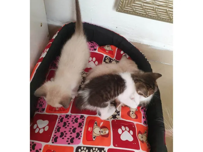 Gato ra a SRD-ViraLata idade Abaixo de 2 meses nome Nao tem no.e os bebes