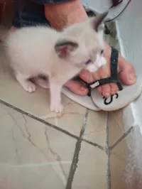 Gato raça SRD-ViraLata idade Abaixo de 2 meses nome Branquinha