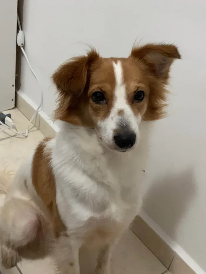 Cachorro ra a SRD-ViraLata idade 2 anos nome Lulu