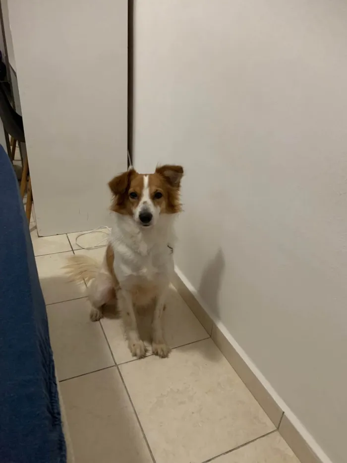 Cachorro ra a SRD-ViraLata idade 2 anos nome Lulu