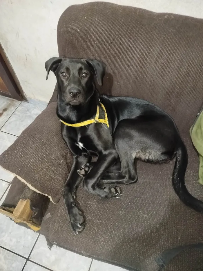 Cachorro ra a Pit-Bull idade 2 a 6 meses nome Trovão 