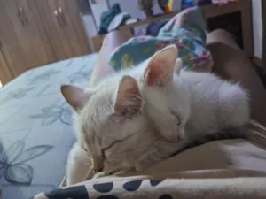 Gato raça SRD-ViraLata idade Abaixo de 2 meses nome Theo e Amora (nomes temporários 