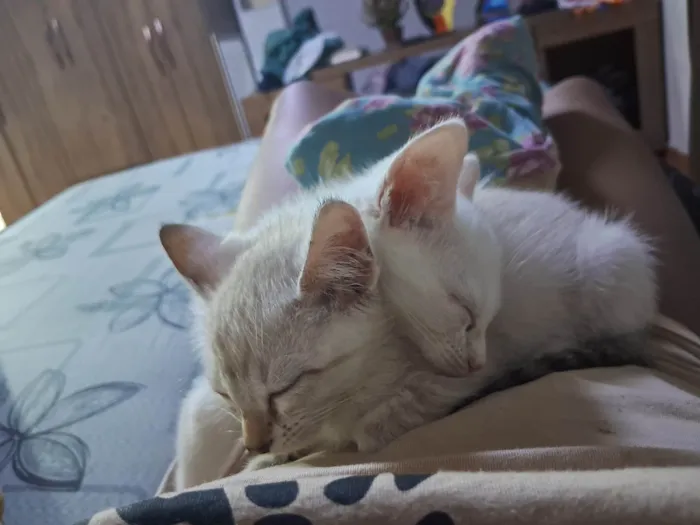 Gato ra a SRD-ViraLata idade Abaixo de 2 meses nome Theo e Amora (nomes temporários 