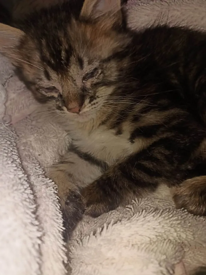 Gato ra a SRD-ViraLata idade Abaixo de 2 meses nome Sem nome 