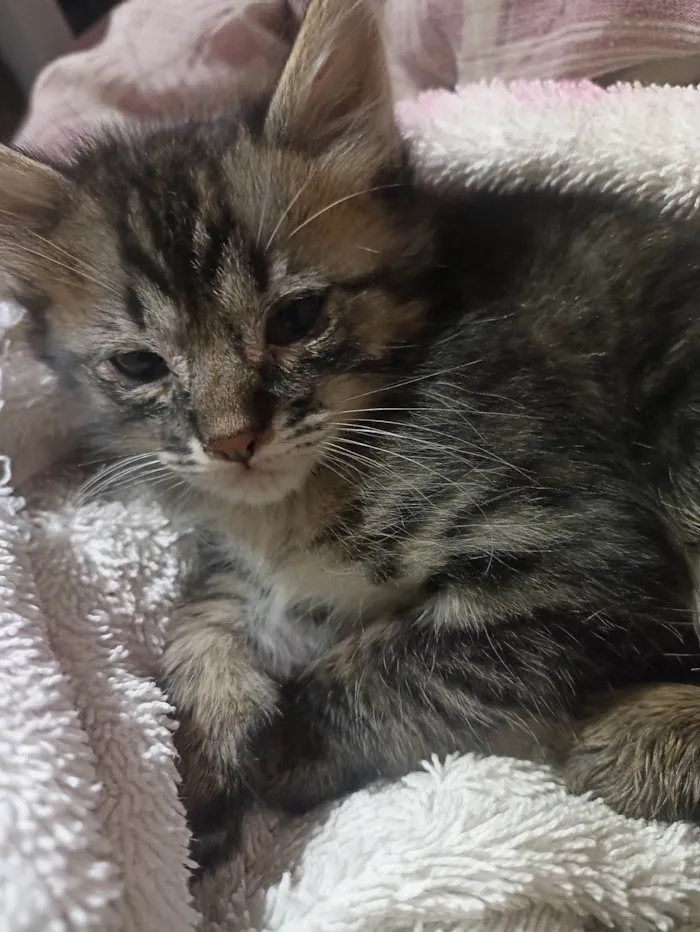 Gato ra a SRD-ViraLata idade Abaixo de 2 meses nome Sem nome 