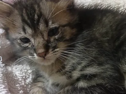 Gato raça SRD-ViraLata idade Abaixo de 2 meses nome Sem nome 