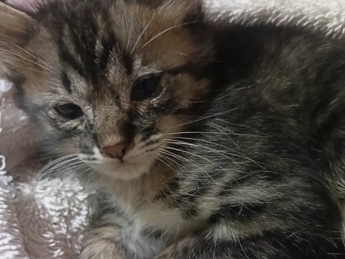 Gato ra a SRD-ViraLata idade Abaixo de 2 meses nome Sem nome 