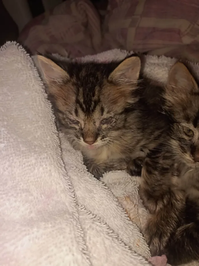 Gato ra a SRD-ViraLata idade Abaixo de 2 meses nome Sem nome 