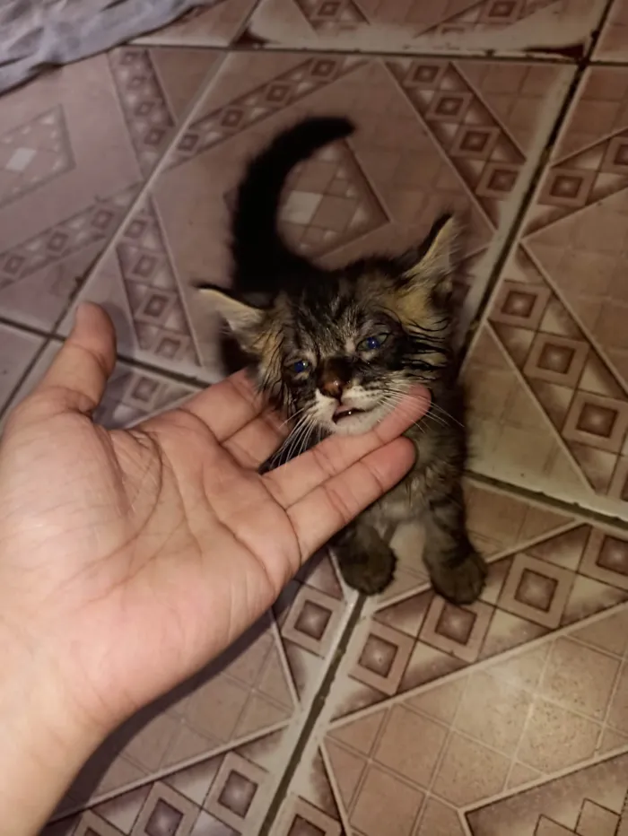 Gato ra a SRD-ViraLata idade Abaixo de 2 meses nome Sem nome 