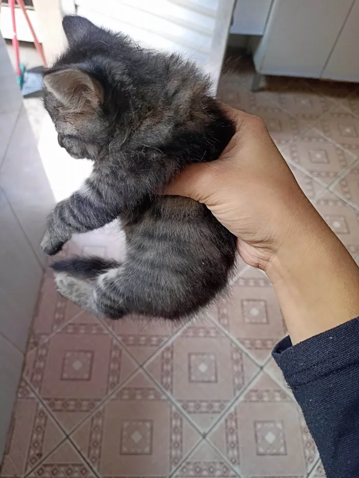 Gato ra a SRD-ViraLata idade Abaixo de 2 meses nome Sem nome 