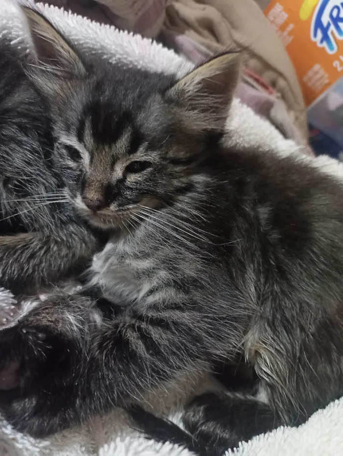 Gato ra a SRD-ViraLata idade Abaixo de 2 meses nome Sem nome 