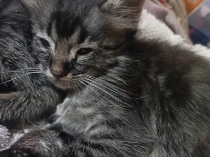 Gato raça SRD-ViraLata idade Abaixo de 2 meses nome Sem nome 