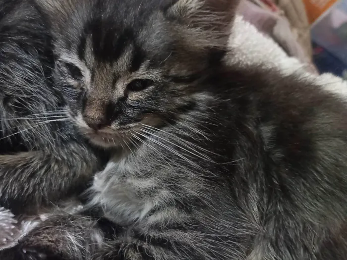 Gato ra a SRD-ViraLata idade Abaixo de 2 meses nome Sem nome 