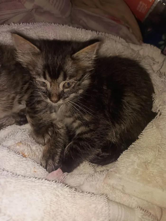 Gato ra a SRD-ViraLata idade Abaixo de 2 meses nome Sem nome 