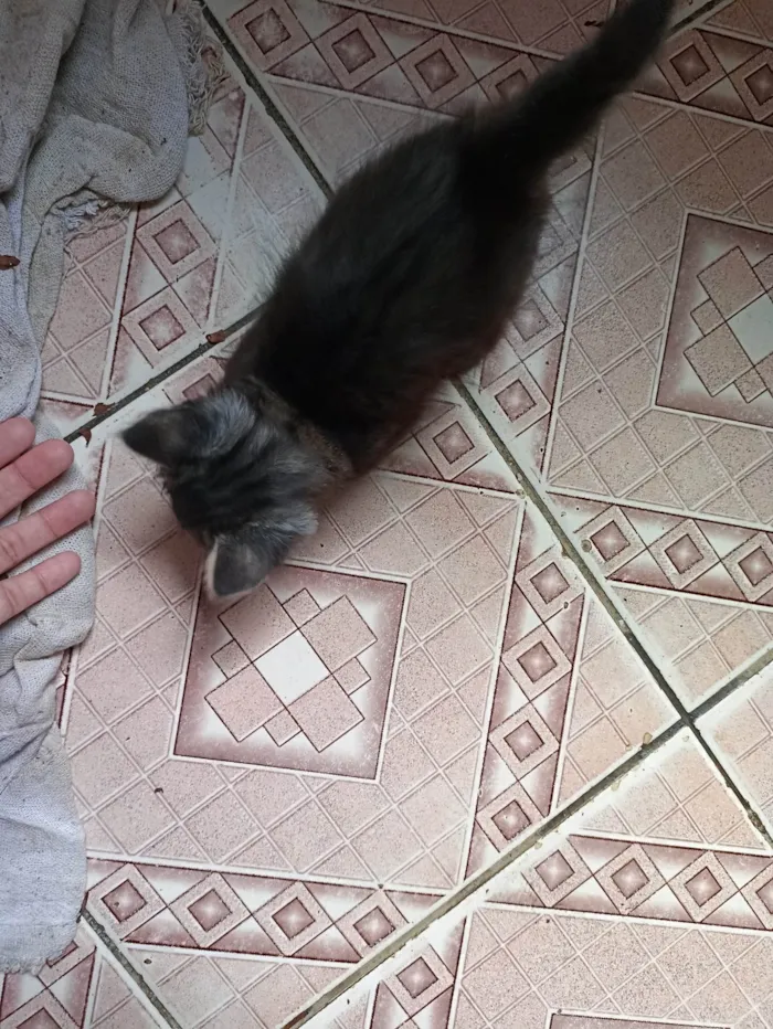 Gato ra a SRD-ViraLata idade Abaixo de 2 meses nome Sem nome 