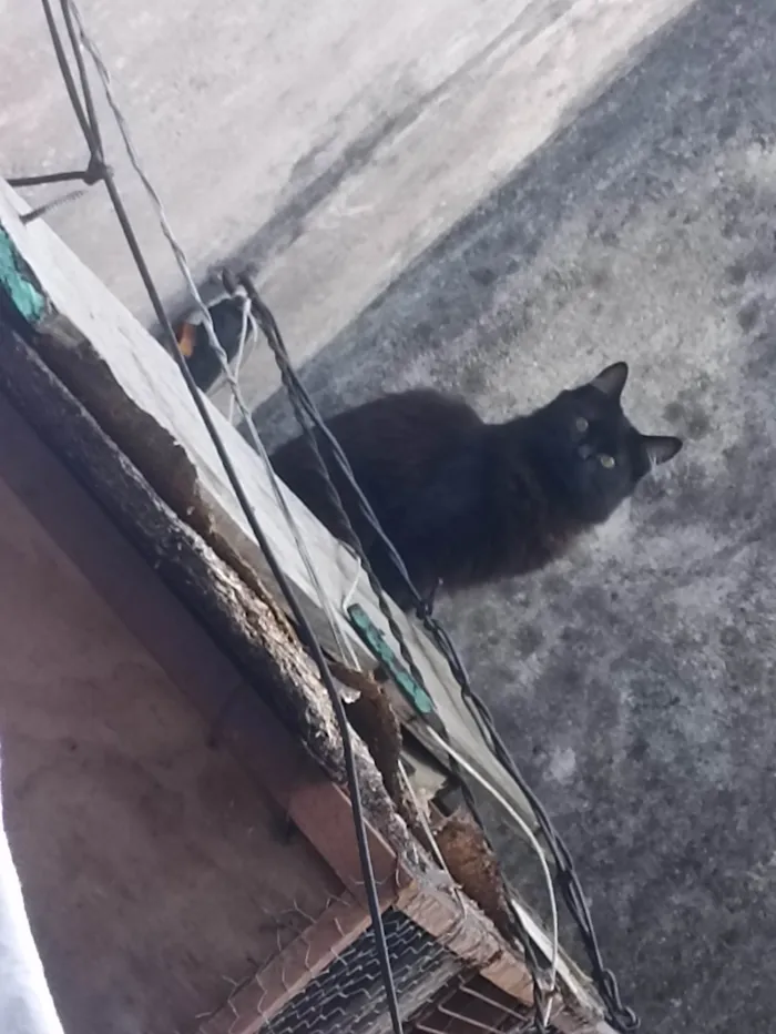 Gato ra a SRD-ViraLata idade 7 a 11 meses nome Mevis 