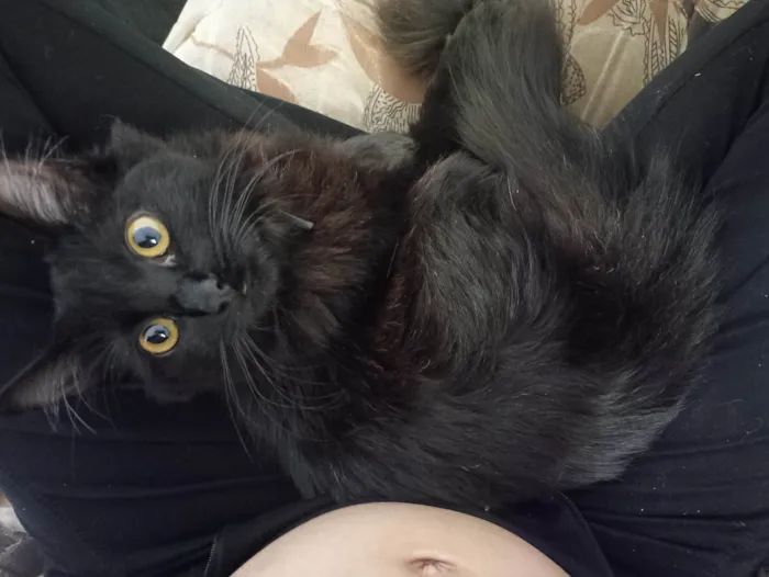 Gato ra a SRD-ViraLata idade 7 a 11 meses nome Mevis 