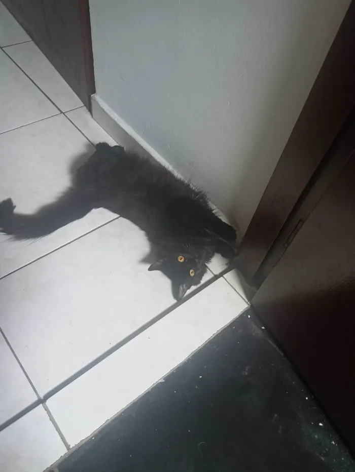 Gato ra a SRD-ViraLata idade 7 a 11 meses nome Mevis 