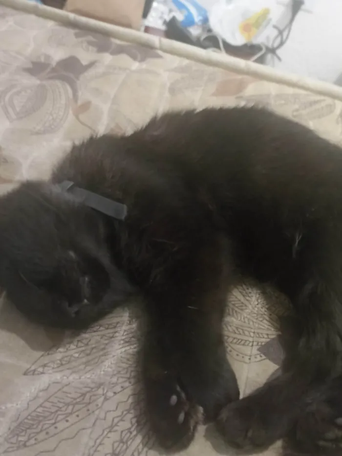 Gato ra a SRD-ViraLata idade 7 a 11 meses nome Mevis 