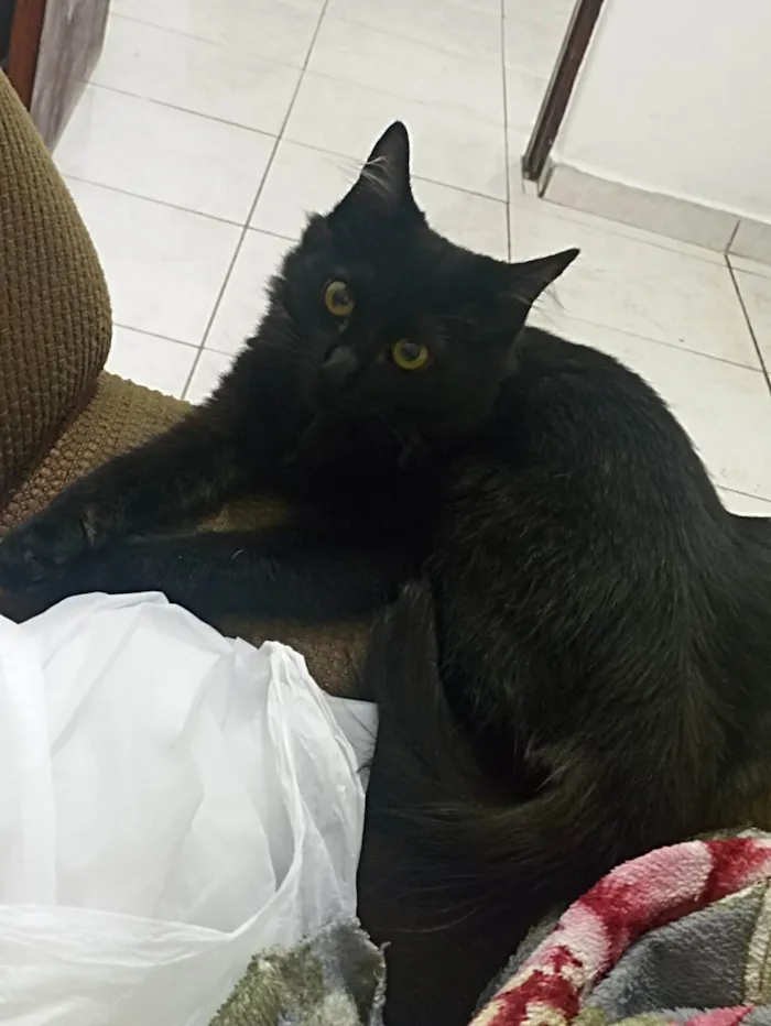 Gato ra a SRD-ViraLata idade 7 a 11 meses nome Mevis 