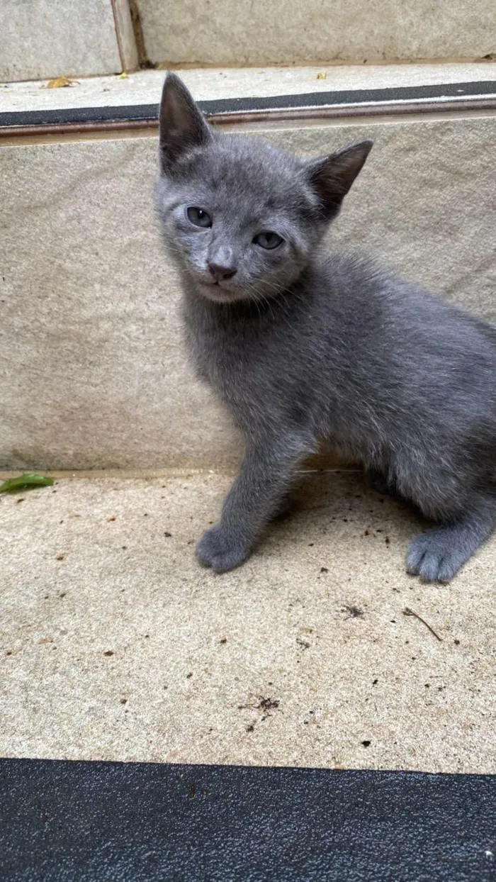 Gato ra a SRD-ViraLata idade Abaixo de 2 meses nome Sarita