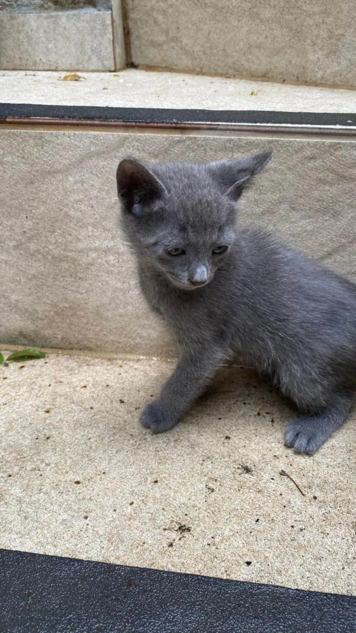 Gato ra a SRD-ViraLata idade Abaixo de 2 meses nome Sarita
