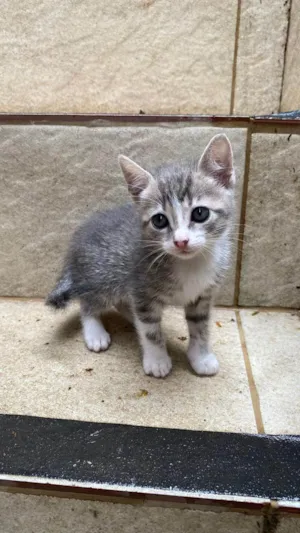 Gato ra a SRD-ViraLata idade Abaixo de 2 meses nome Norma