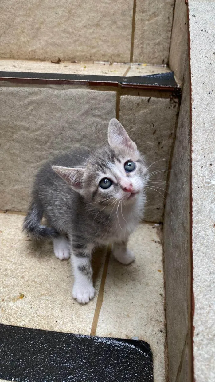 Gato ra a SRD-ViraLata idade Abaixo de 2 meses nome Norma