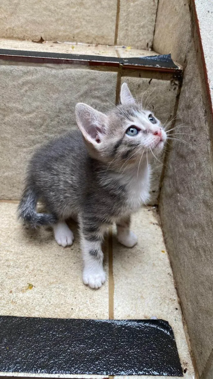 Gato ra a SRD-ViraLata idade Abaixo de 2 meses nome Norma