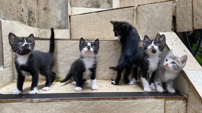 Gato ra a SRD-ViraLata idade Abaixo de 2 meses nome Norma